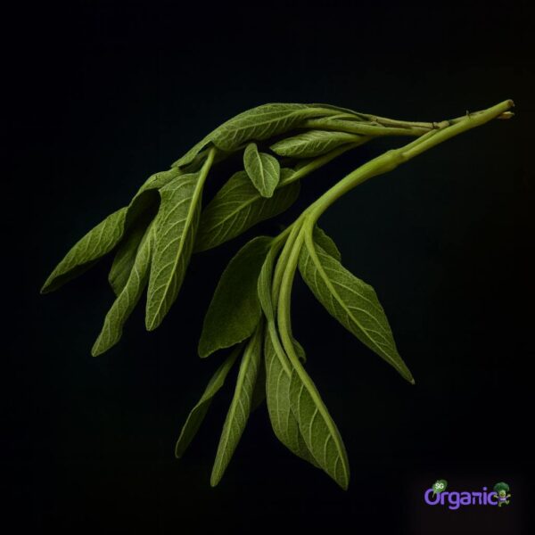 Organic Herbs – Sage (25g) Australia