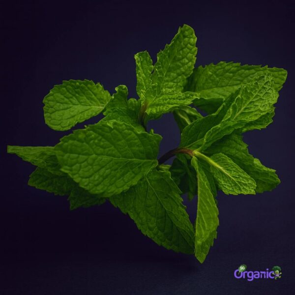 Organic Herbs – Mint (25g) Australia