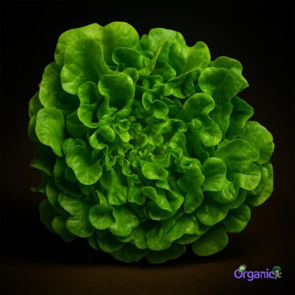 Organic Lettuce – Green Oak (250g) Australia