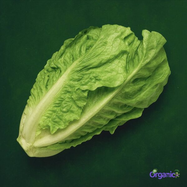 Organic Lettuce – Romaine (500g) Australia