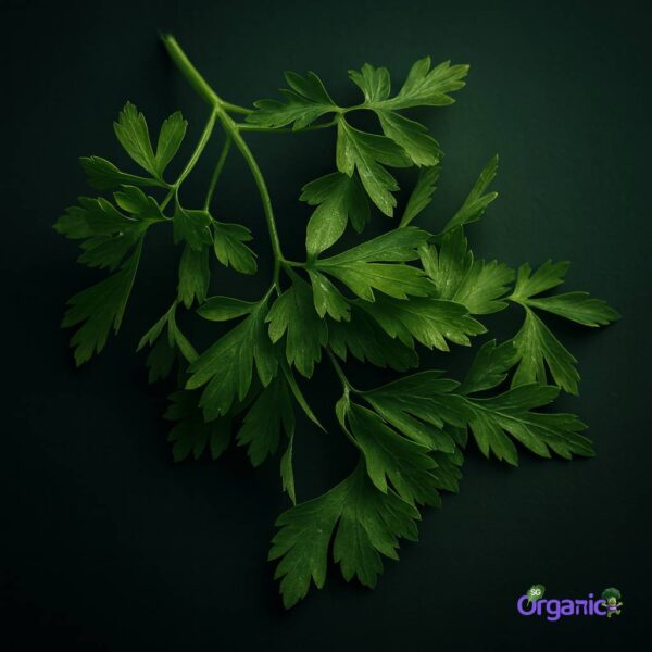 Organic Herbs – Parsley, Flat (25g) Australia